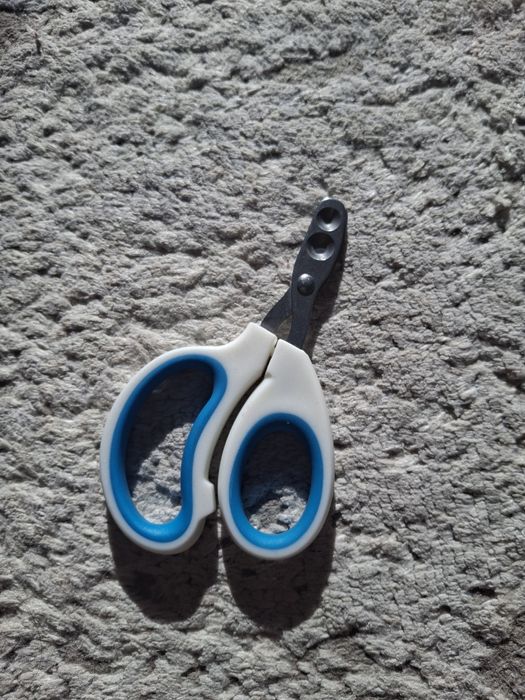 Отдам кошку бесплатно в добрые руки