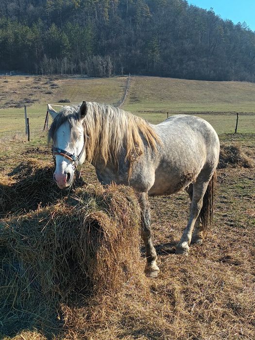 De vanzare manzi si tot ce se vede