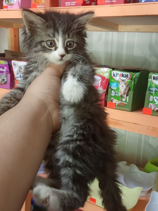 100 mingdan muwukchalar