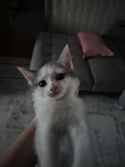 Котенок ищет дом