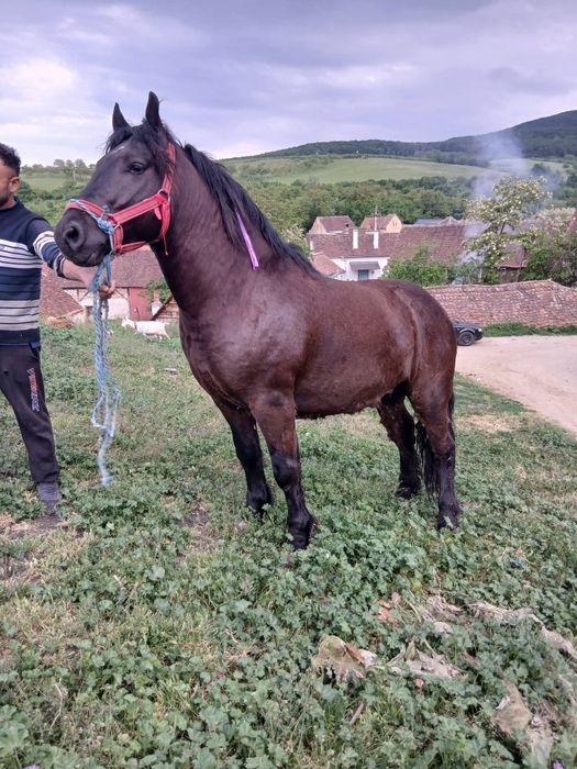 Manz de vanzare mercure sibiulu 2600