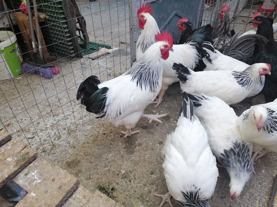 Ouă pentru incubat din rasa Sussex HD