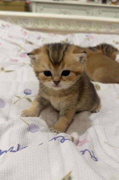 продаются котята шиншилы