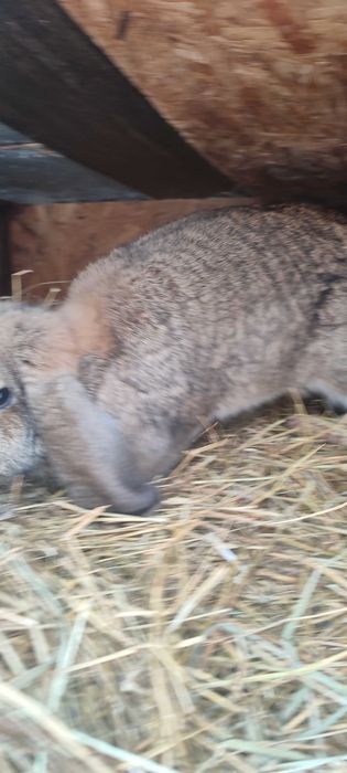 Vând iepuri rasa berbec german