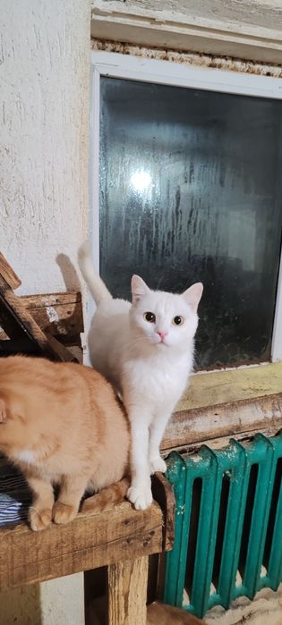 Очень классный молодой кот