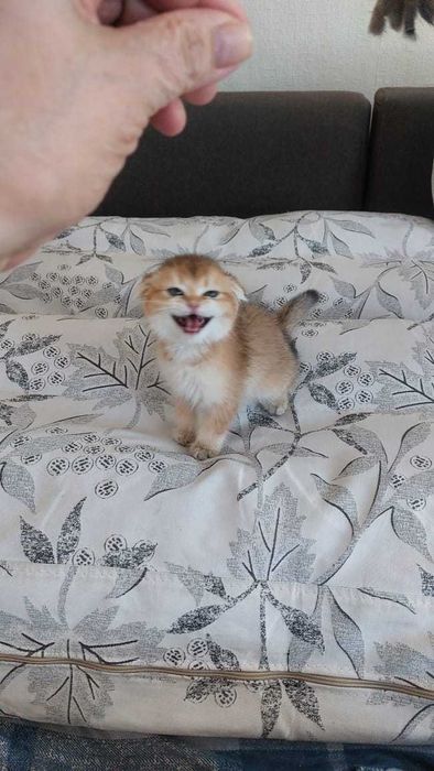 Шикарные Шотландские котята