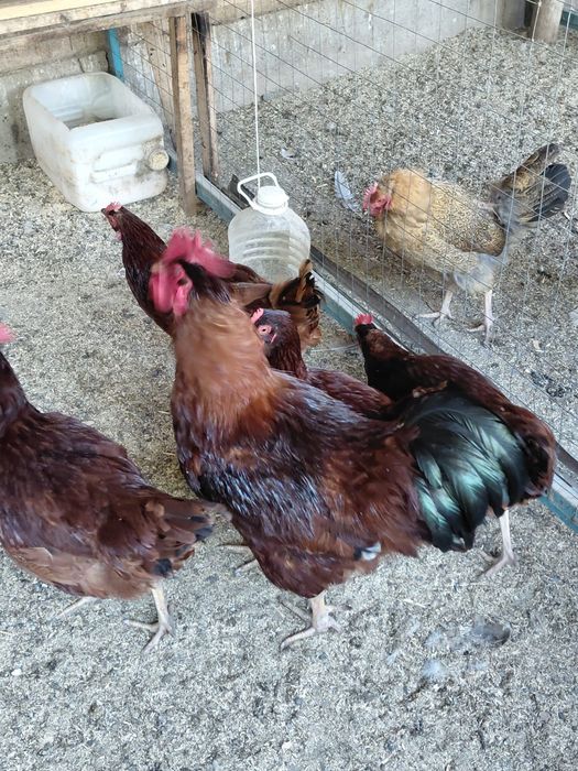 Продам кур породы род Айленд