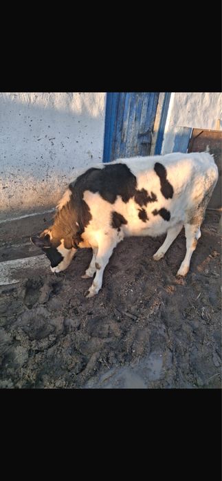 Продам телку молодую