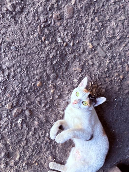 Pisicuta de dat spre adoptie