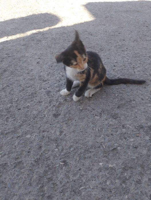 Подарявам котета