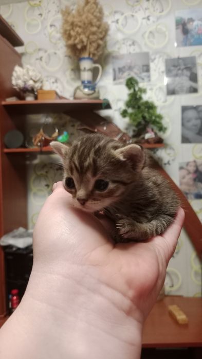 Отдам в добрые руки котят!