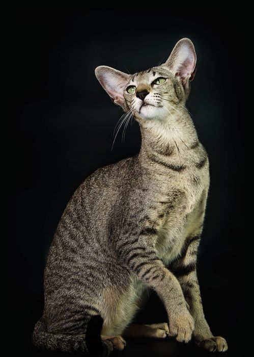 КОТЯТА "ОРИЕНТАЛЫ"- Luxorio Katano