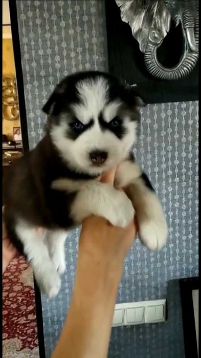 мальчик хаски красавчик с голубыми глазками