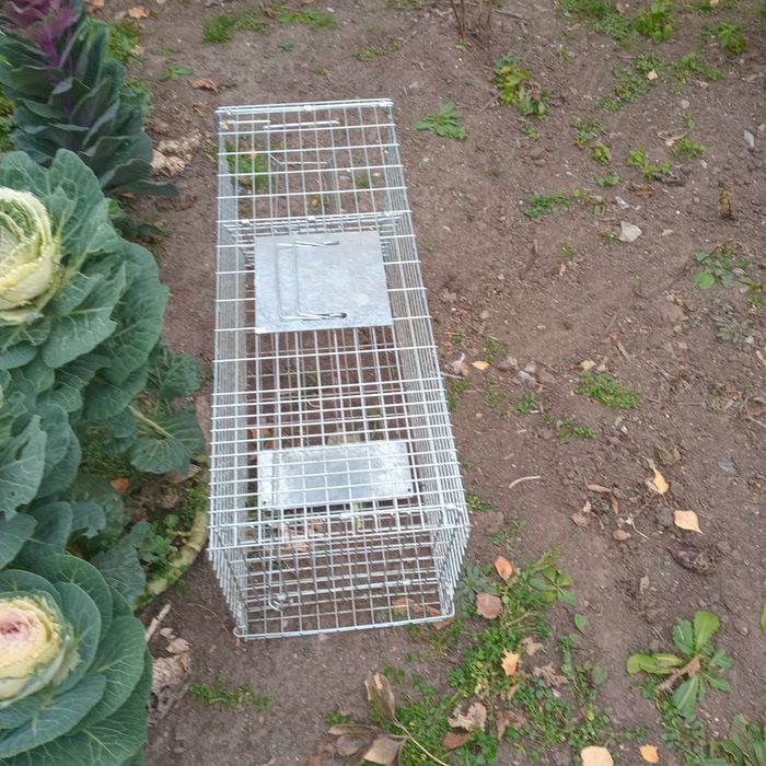 Продам кошколовку