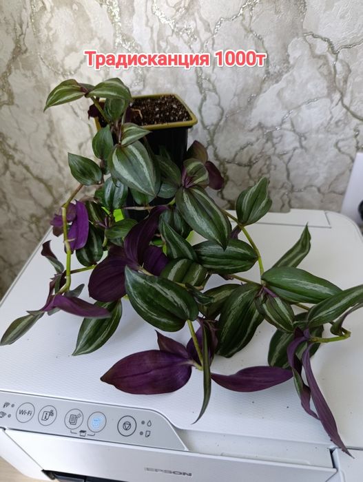Комнатные растения кжби