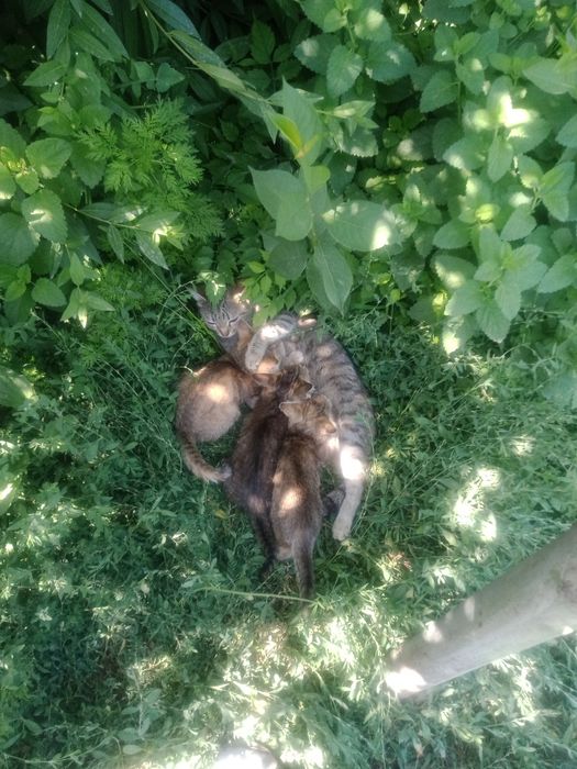 Котята даром в добрые руки