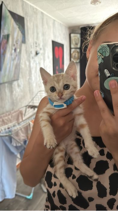 Продаю котенка бенгала