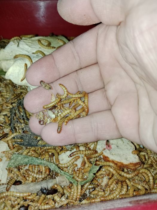 Мучные черви живые