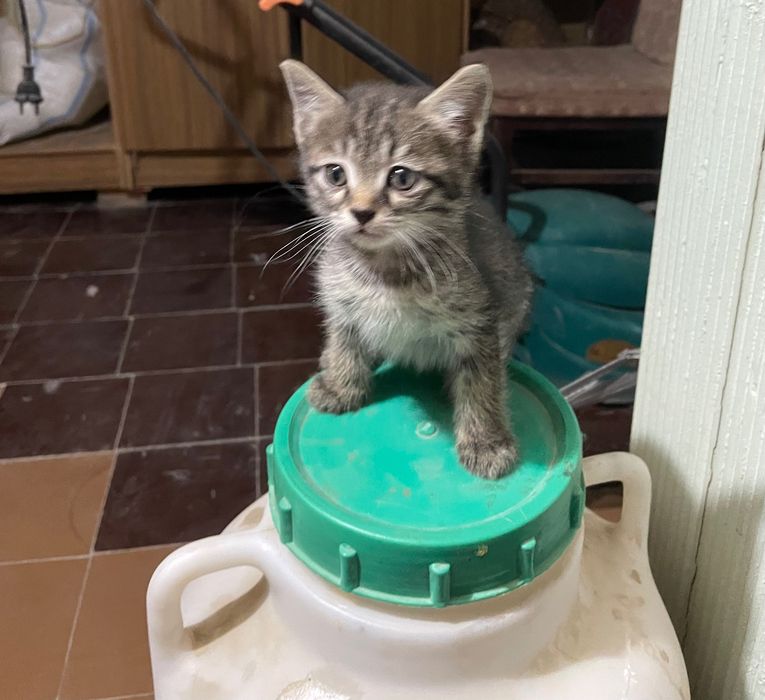 Домашние Котята ищут себе дом