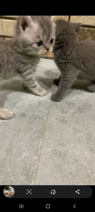 Мама и две котят