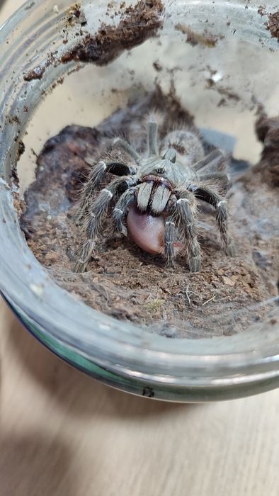 Тарантули - Всякакви видове и размери