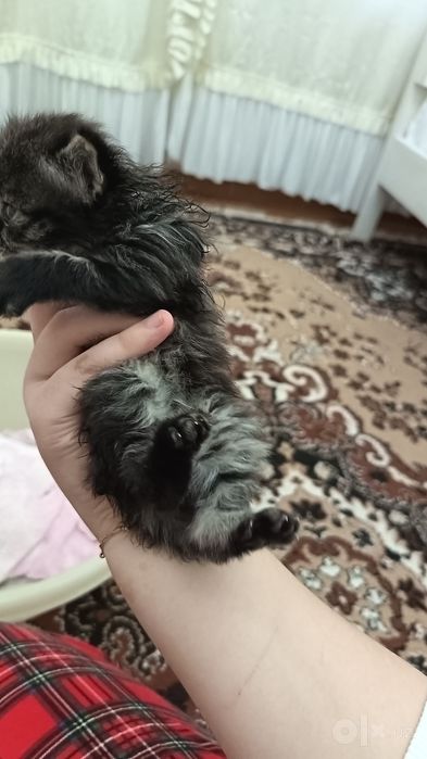 СРОЧНО даром отдам КОТЁНКА