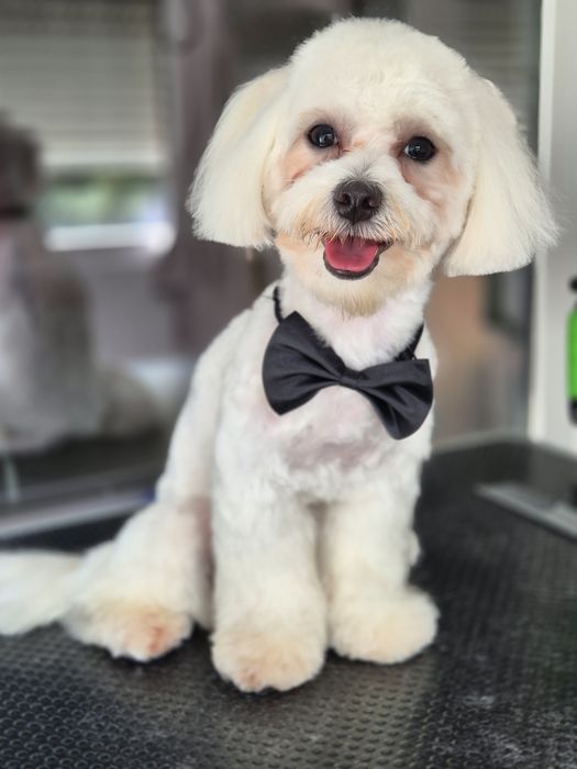 Frizerie canina Constanta