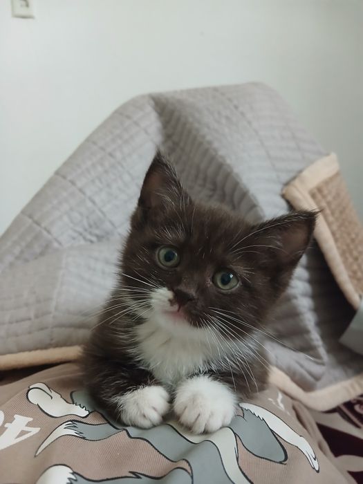 Котёнок в добро хороший руки"
