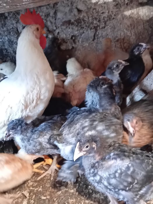 Пилета поладки Легхорн Супер харко