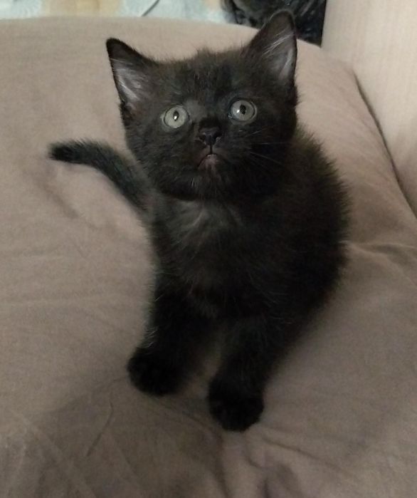 Отдам котят бесплатно