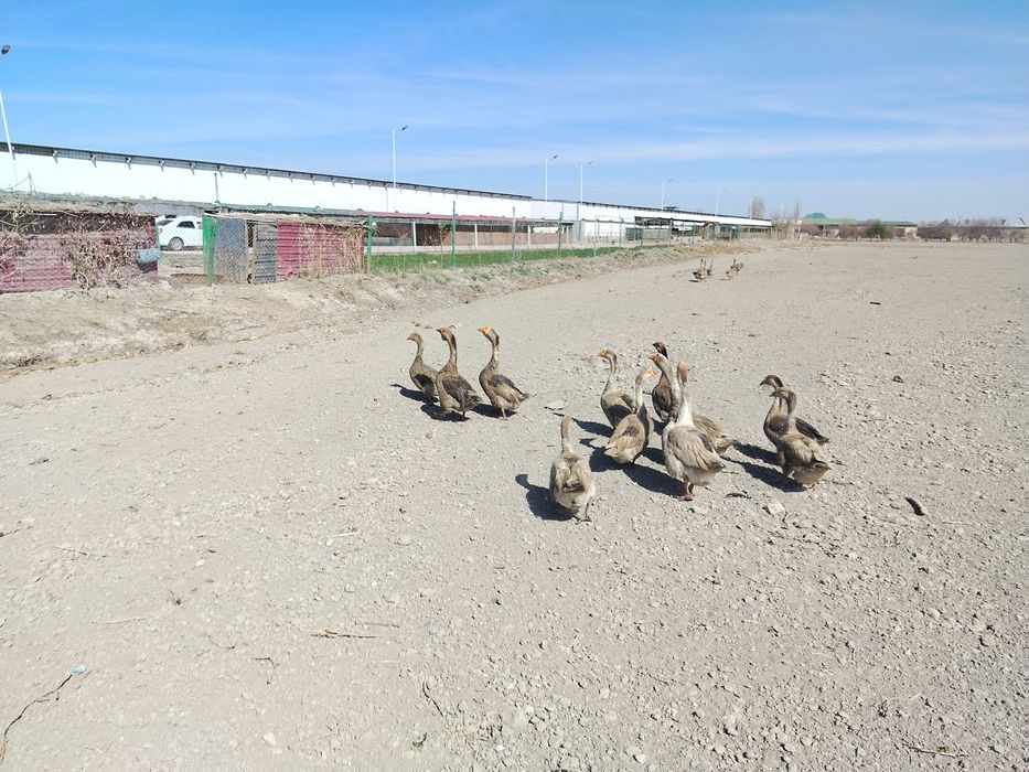 G'ozlar sotildi. Soglom