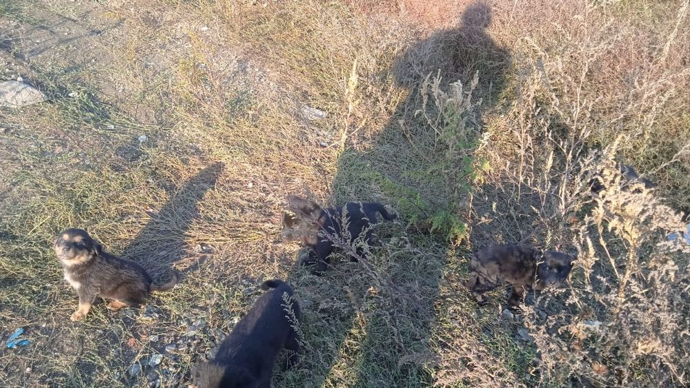 Щенки в ответственные руки