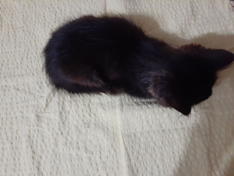 Отдам котенка в добрые ручки!