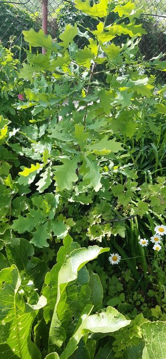 Продам саженцы дуба