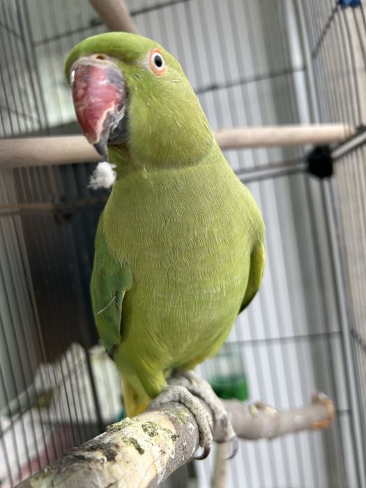 Ожареловый попугай с клеткой