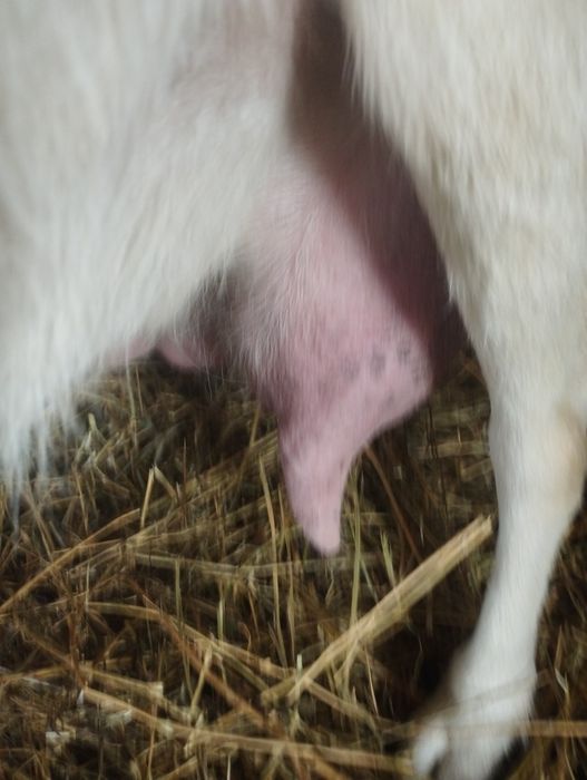 Vind căprițe la prima fătare la alegere