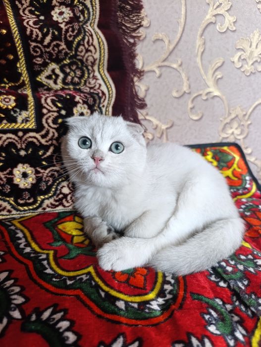 shinshilla mushukcha sotiladi