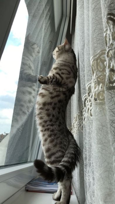 Два кота скотиш страйт