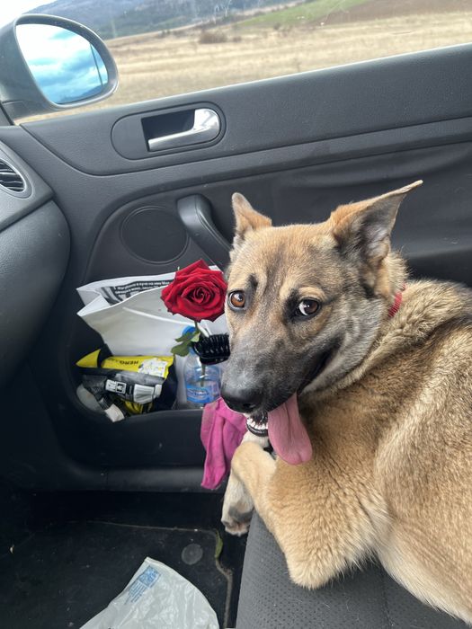 Мая търси дом  белгийска овчарка микс