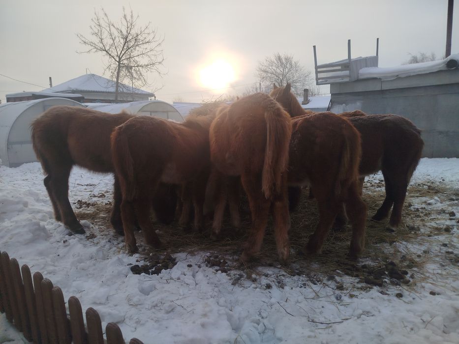 Продам жеребят .