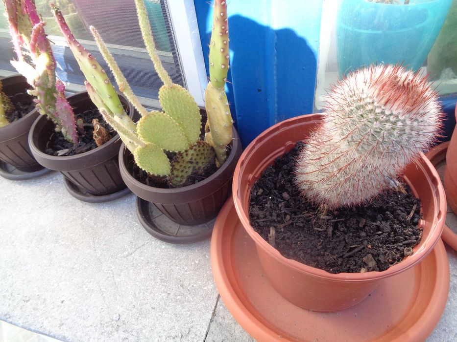 vind  plante cactusi