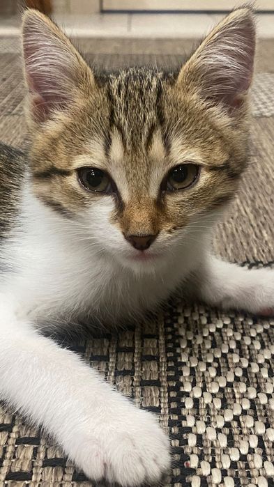 Кошечка девочка.