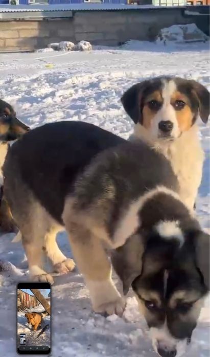 Пристраеваются щенята