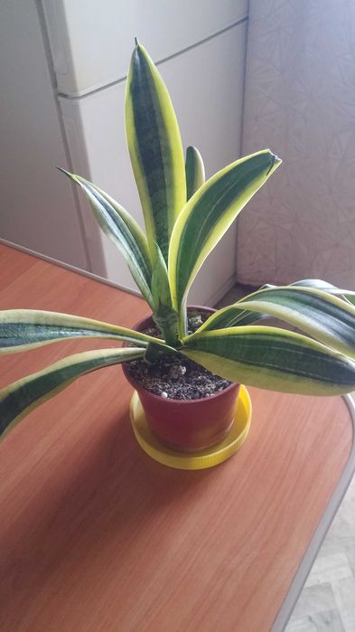 Комнатное растение саньсевьерия