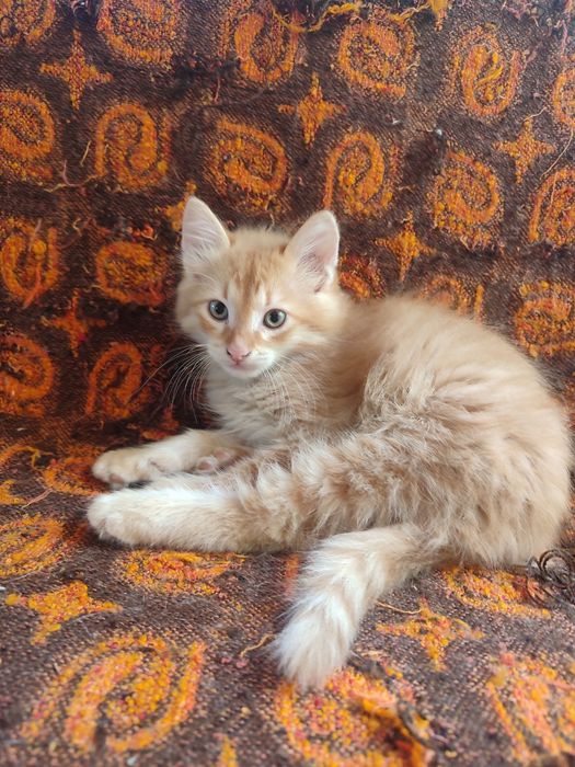 Подаряваме котета