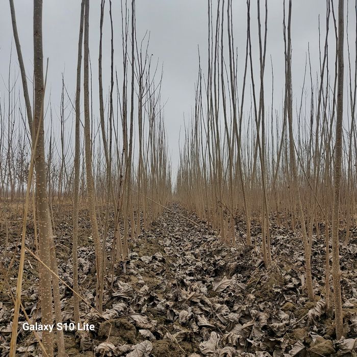 Kaliforniya Ko‘chat va qalamchalari