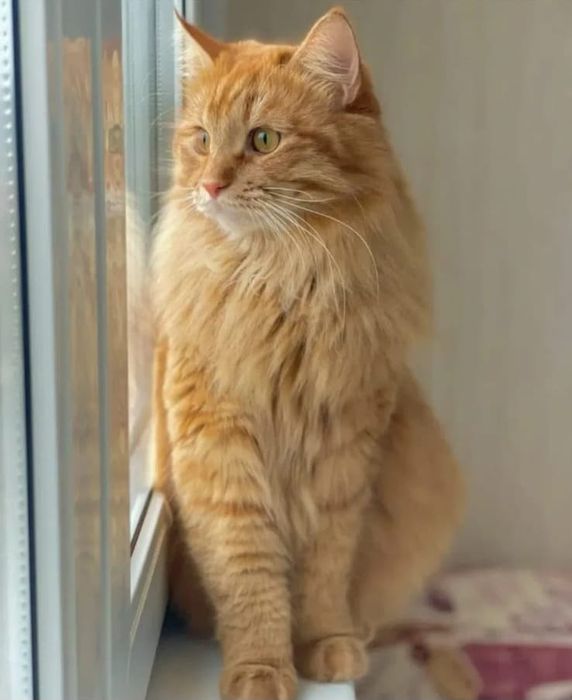 Котик молодой замечательный