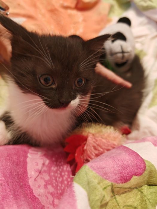 Отдам котёнка в добрые руки