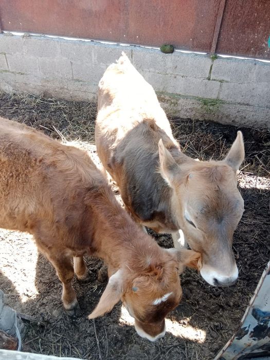 Продам телят 4-5 месяцев