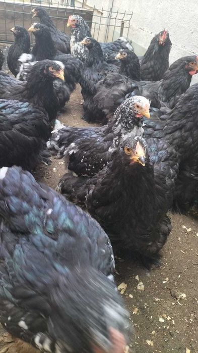 vand pui brahma herminat deschis cochinchina negru, bobat și galben